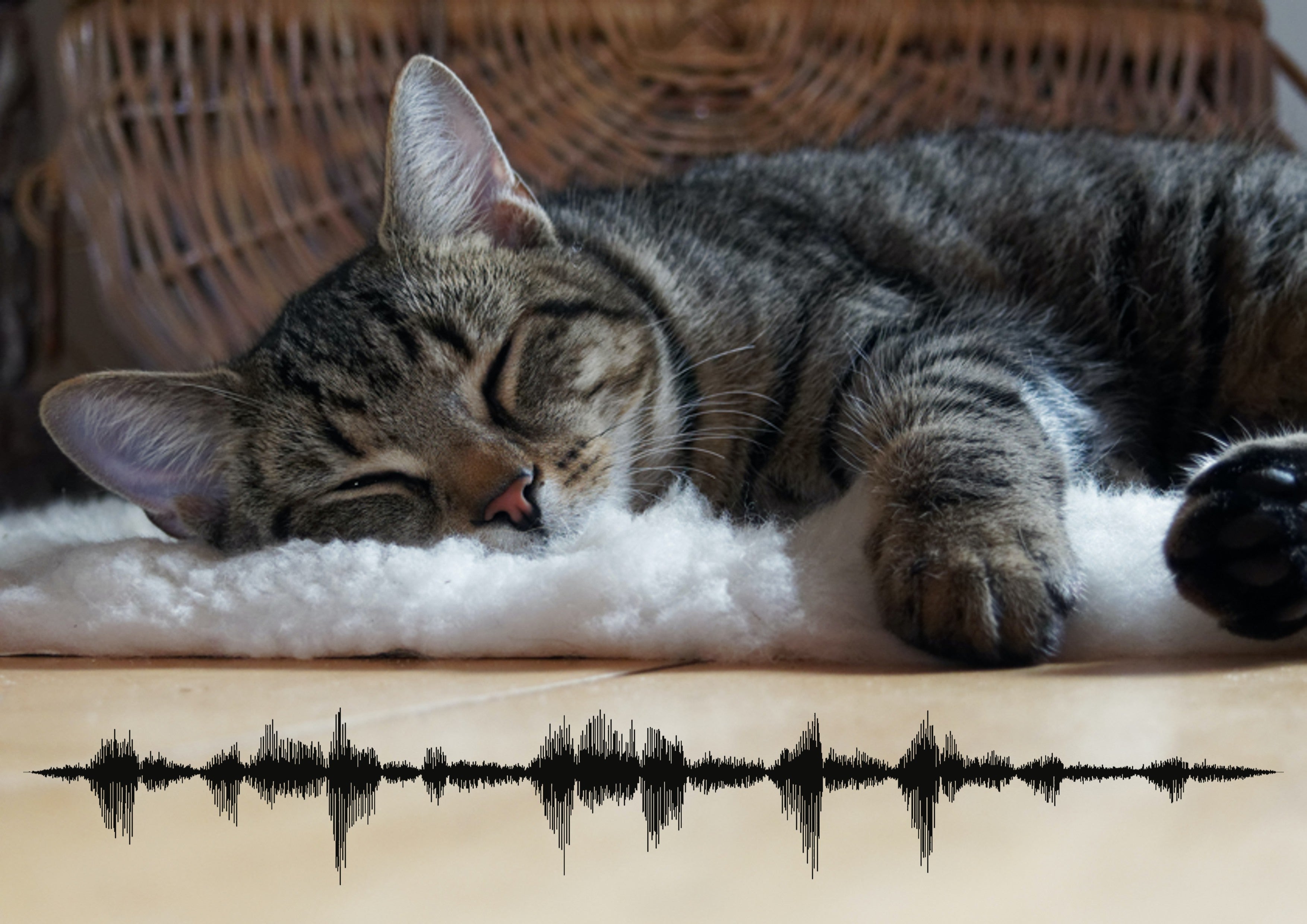 Load video: Cat purring soundwave art